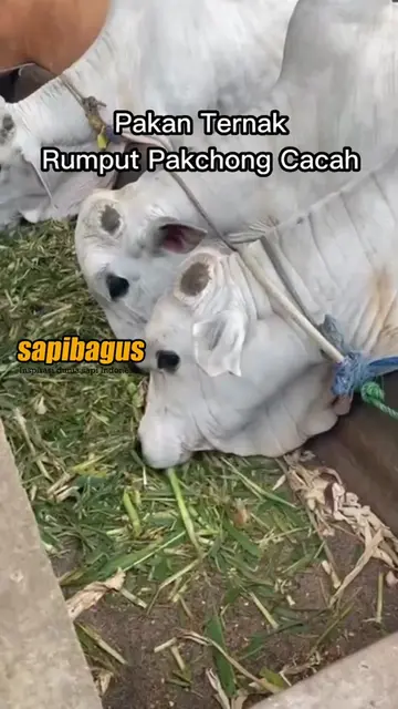Pakan-Ternak-Rumput-Pakchong-Cacah